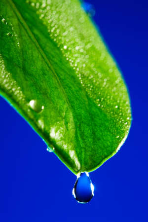 Green sheet close up on a dark blue background