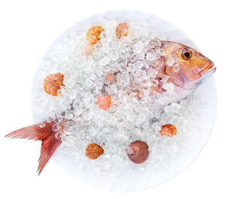 Whole Dorado lays in ice on a white plate with cockleshells on a white backgroundの写真素材