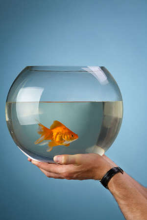 Man's hands hold a round aquarium in which the gold small fish floatsの写真素材