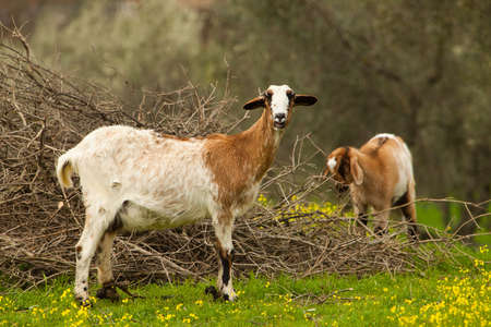 Two goats walk on the natureの写真素材