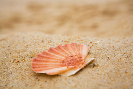 Beautiful orange cockleshell on sand on a beach close upの写真素材
