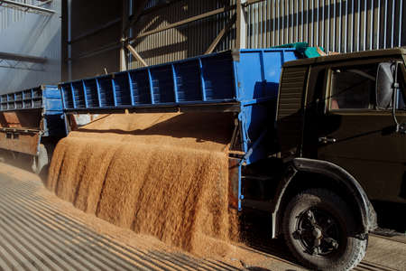 Unloading grain from an autotruck to an undeground storageの写真素材