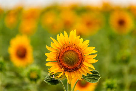 Sunflower natural background. Sunflower blooming. Close-up of sunflower.の写真素材