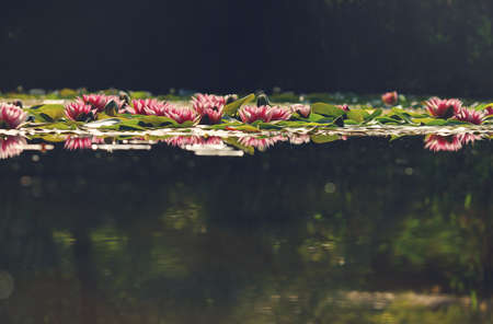 Oil painting of Waterlily floating in garden pond with reflection. Horizontal landscape