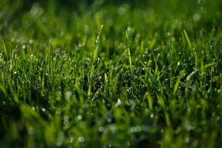 Closeup of lush uncut green grass with drops of dew in soft morning lightの写真素材