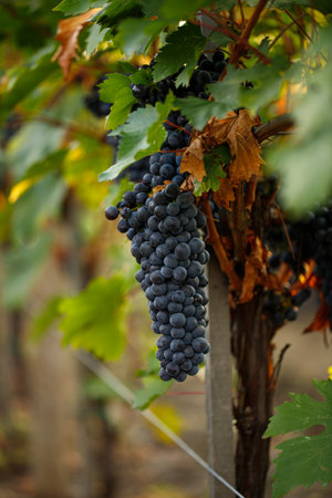 Blue ripe wine grapes hang from a vine with autumn leaves.の写真素材