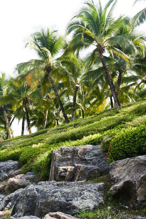 Coconut tree in a gardenの写真素材