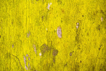 Green moss on a door.の写真素材