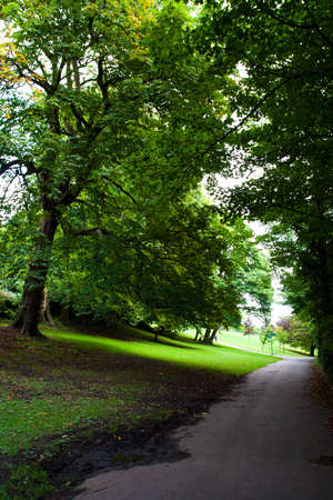 A black road under the tree in a garden.の写真素材