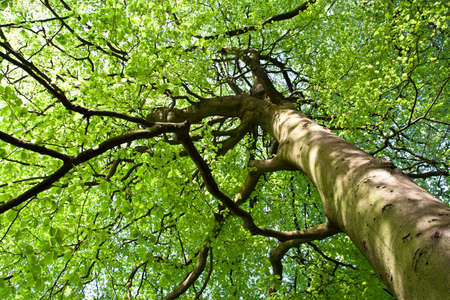 Spring Leaves in a park in uk.