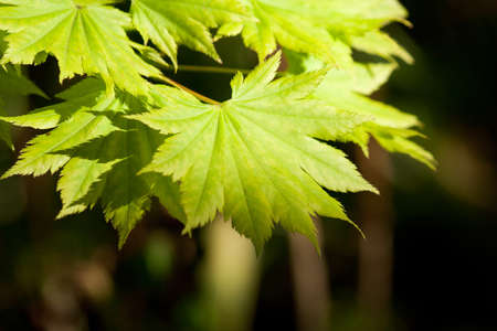 Leaves and Shadow in a garden.