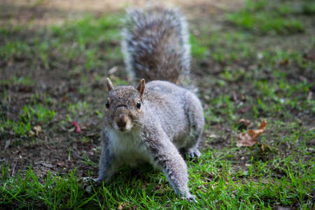 A squirrel in a park in UK.の写真素材