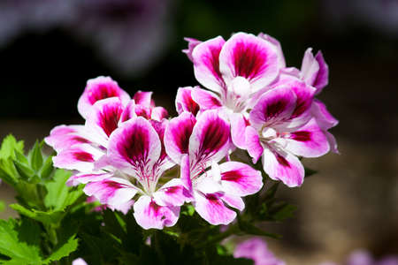 flower in a park in uk.の写真素材
