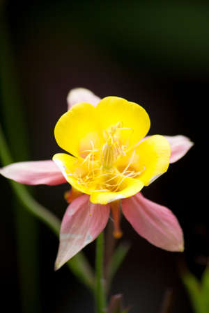 flower in a park in uk.の写真素材