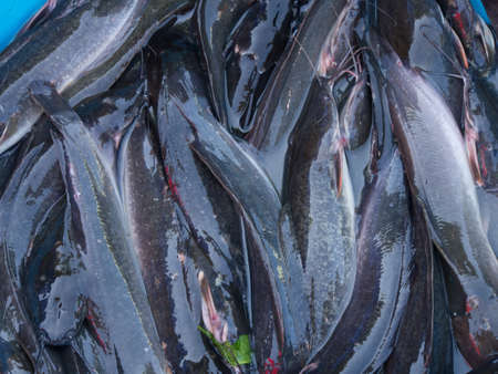Cat fishes wiating to be collect at a market の写真素材
