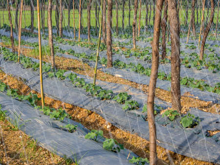 Place for growing vegetable with net and pole to help the plants rising up as it nature の写真素材