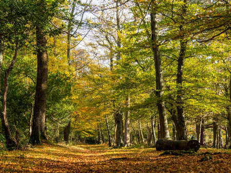 Autumn view in New forest, UK の写真素材