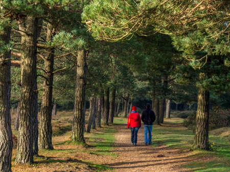 Two people walking in New forest.の写真素材