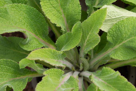 green vegetable leaves in a farm in a hill.
