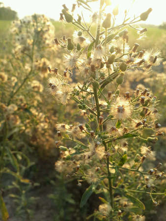 Beautiful light and flowers