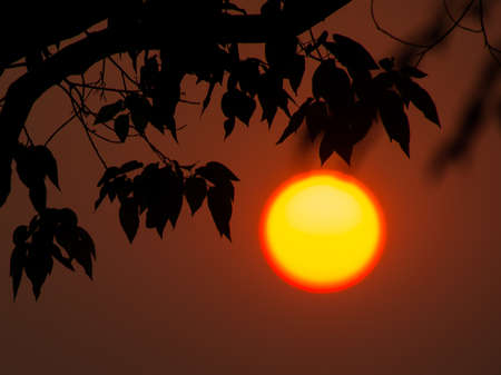 Morning atmosphere with rising sun and trees branch.の写真素材