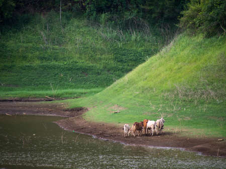 a Cattle on a river bank in countryside of thailand.の写真素材