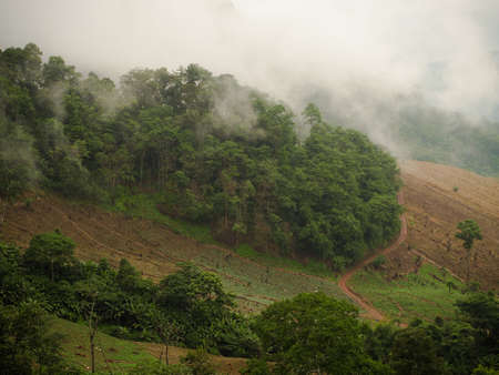 rain forest in the north of THailand.の写真素材