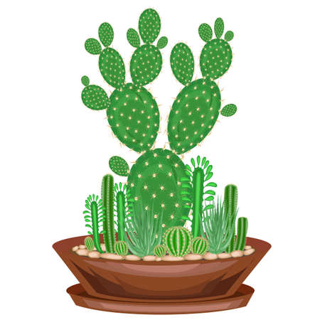 Collection of indoor plants in pots, cacti, succulents. The garden is in the bowl. Euphorbia, scarlet vera, Mammillaria. Lovely hobby for collectors. Decoration of the house. Vector illustration.のイラスト素材