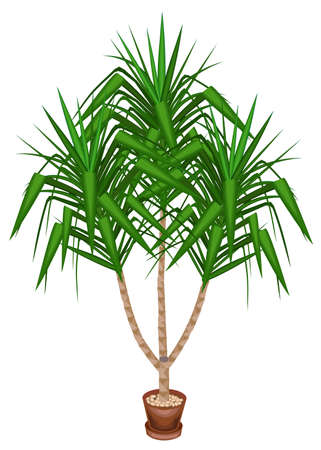 Yucca is an elephant. A beautiful evergreen plant in a pot. Home and office decoration. Evergreen tree. Vector illustration.のイラスト素材