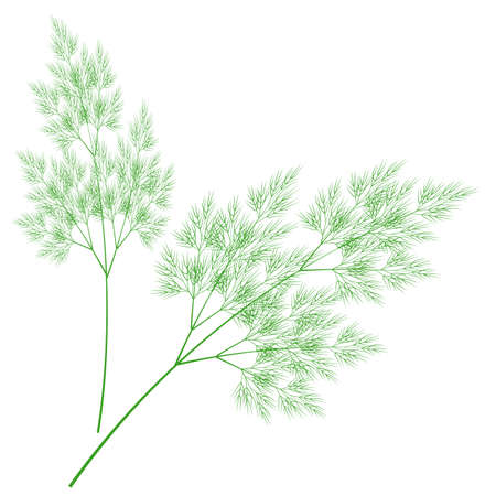 Branches of fresh dill branches. Tasty and healthy spicy grass. Seasoning with meat and vegetable dishes. Vector illustration.のイラスト素材