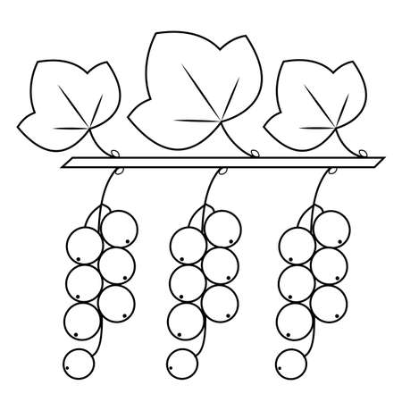 Currant, sweet medicinal plant. A bunch of ripe berries for health and medicine. Graphic image. Vector illustration.のイラスト素材
