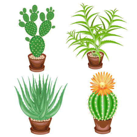 Color picture. A collection of houseplants in pots. Crassula, aloe vera, prickly pear, Mammillaria. Lovely hobby for collectors of cacti. Home and apartment decoration. Vector illustration.のイラスト素材