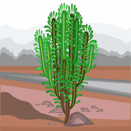 The spurge grows in nature. Beautiful and unpretentious. Euphorbia decorative juicy green twigs. Decoration of dry land in hot climates. Vector illustration.のイラスト素材