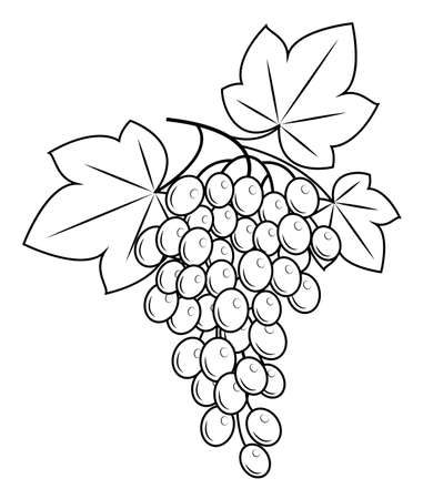 A branch is a beautiful grape berry, a tasty plant. Useful juicy berries. Graphic image. Vector illustration.のイラスト素材