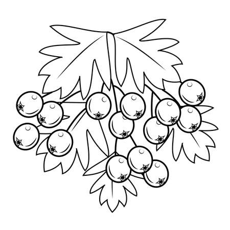 A branch of a beautiful berryshnik berry, medicinal plant. Useful berries in medicine for health. Graphic image. Vector illustration.のイラスト素材
