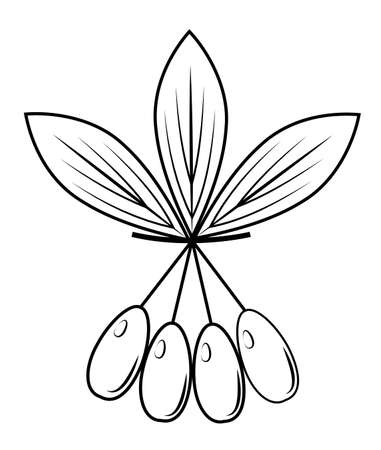 A branch of a beautiful dogwood berry, medicinal plant. Useful delicious berries of medicine and nutrition. Graphic image. Vector illustration.のイラスト素材