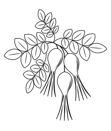A beautiful branch of wild rose berries, medicinal plant. Graphic image. Useful tasty berries for health and medicine. Vector illustration.のイラスト素材