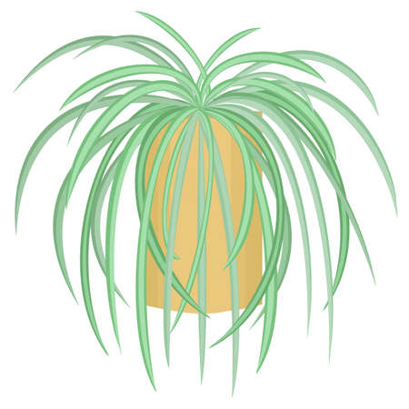 Indoor plant in a pot. Adult chlorophytum. Hanging ampel tropical flowerpot. Vector illustration.のイラスト素材