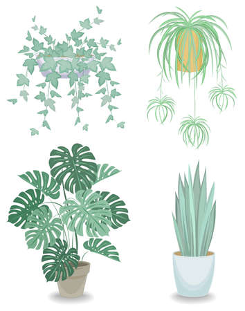 Collection. Indoor plant in a pot. Chlorophytum, monster, sansevieria, ivy. Beautiful decorative flowerpot. Vector illustration of a setのイラスト素材