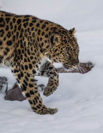 Amur Leopard at Triple D Game Farmの写真素材