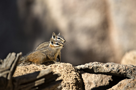 Harris' Antelope Squirrelの写真素材