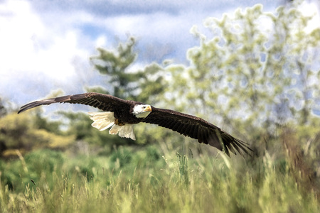 Bald Eagle flying