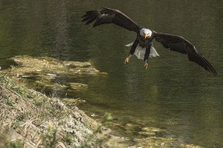 Bald Eagle in flight over pondの写真素材