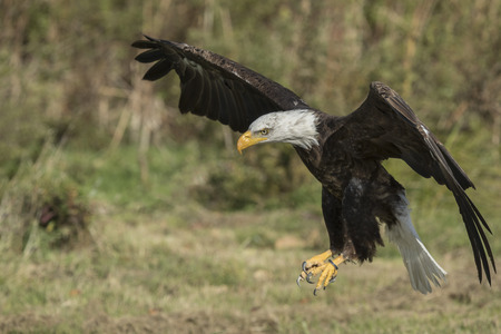 Bald Eagle braced for landingの写真素材