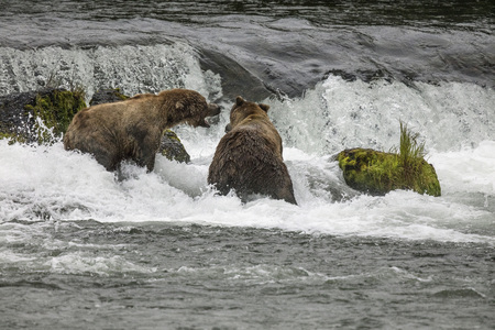 Katmai Brown bears arguing over territoryの写真素材
