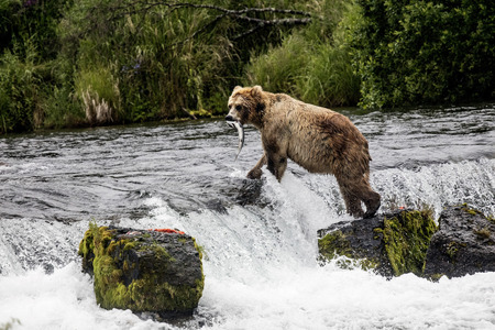 Katmai Brown Bear at Brooks Falls Alaskaの写真素材