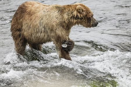 Katmai Brown bear with a very tiny slamonの写真素材