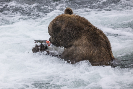 Katmai Brown bear has caught a salmonの写真素材