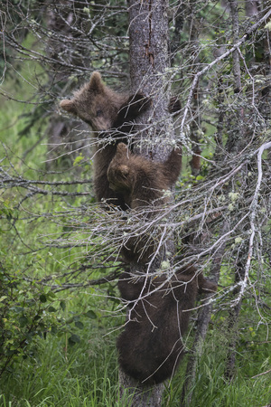 Katmai Brown Bear cubs up a treeの写真素材