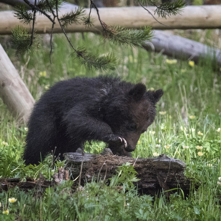 Brwon Bear cub digging for grubs in a logの写真素材